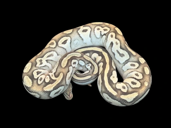 Proven OD Scrambler Mojave Hypo Het Pied Ball Python by KL Constrictors
