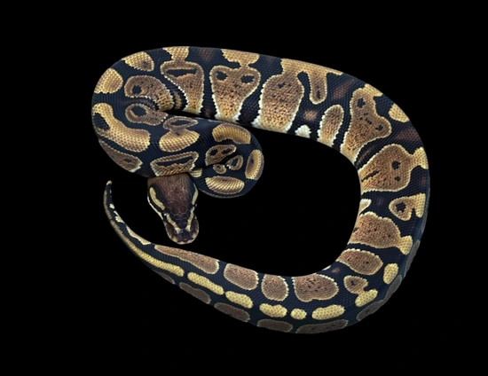 Het Zebra Ball Python by KL Constrictors