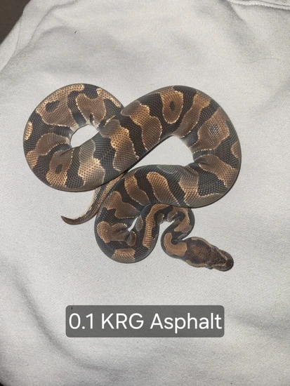 Krg Ball Python KRG Asphalt Ball Python by Serotonin Serpents