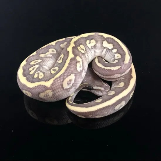 Goblin Ball Python Morph Super Phantom Spotnose Probable Goblin Ball Python by KMReptiles