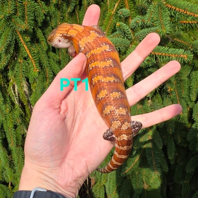 300+ Skinks For Sale | MorphMarket