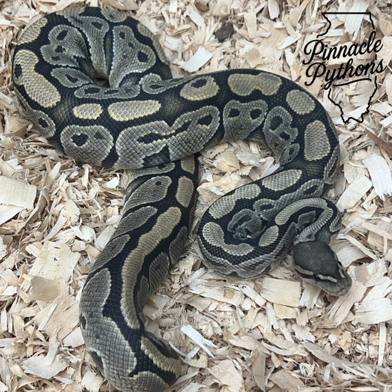 Hypo (Proven) Ball Python by Pinnacle Pythons, LLC