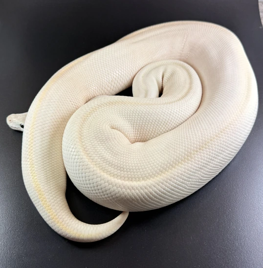 Yellow Belly Gravel Phantom Ball Python by Königspython Deluxe