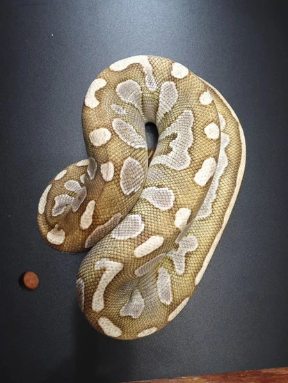 Lesser 66% Het Ghost Ball Python by C&K's Cold Blooded Creations