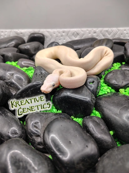 B.e.l. Mystic Bamboo Ball Python by Kreative Genetics