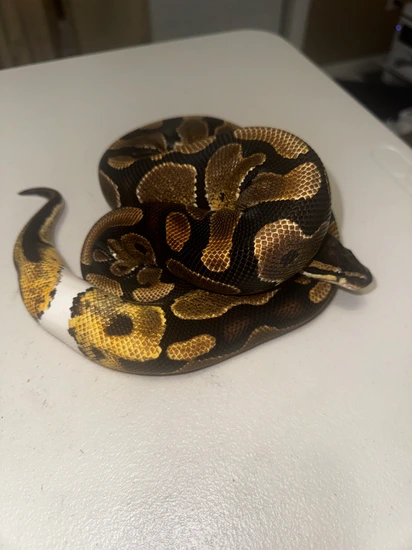DH Sunset Pied (Kinova) Ball Python by 805 Morphs
