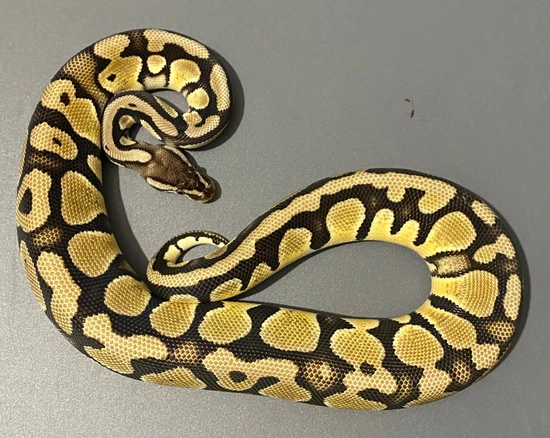 Pastel Het Pied Het Albino Ball Python by Jurassic Ballz