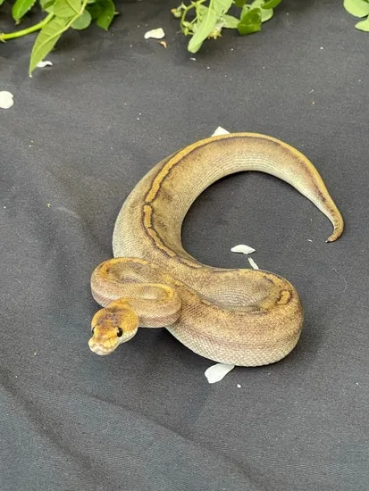 Champagne Ball Python by Cryptic Keepers