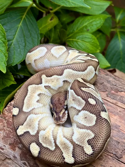Lesser 100 Het Desert Ghost Ball Python by Cryptic Keepers