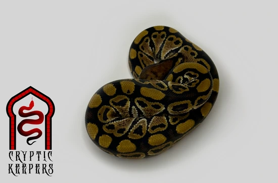Normal Het Clown Ball Python by Cryptic Keepers