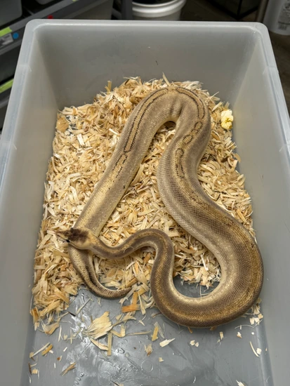 Phantom Champagne Ball Python by Cryptic Keepers