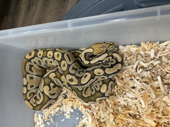 Hypo 66 Het Clown Ball Python by Cryptic Keepers