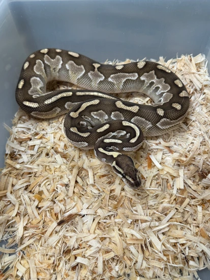 Lesser Ball Python by Cryptic Keepers