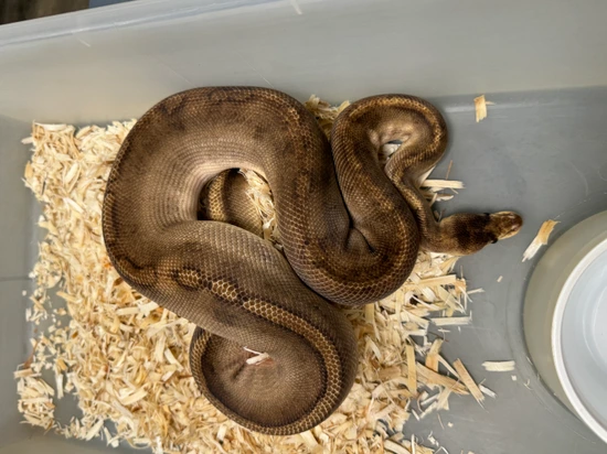 Champagne Ball Python by Cryptic Keepers