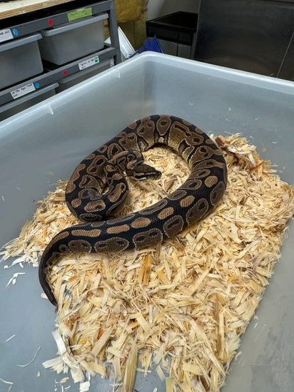 Normal 100 Het Clown Female Ball Python by Cryptic Keepers