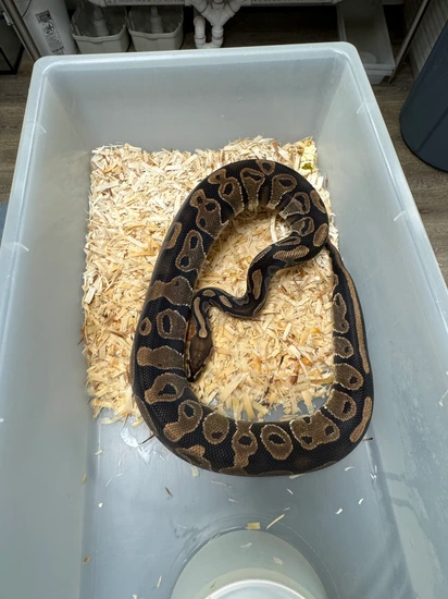Normal Ball Python by Cryptic Keepers