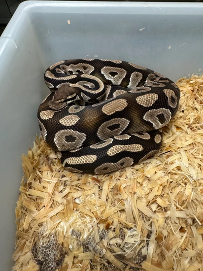 Phantom Ball Python by Cryptic Keepers