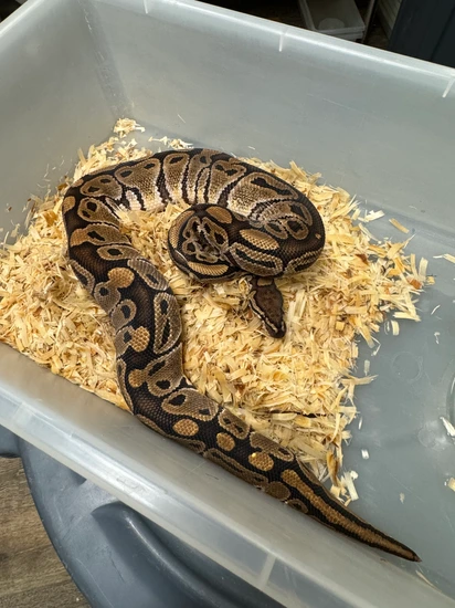 Normal 66 Het Hypo 66 Het Clown Ball Python by Cryptic Keepers