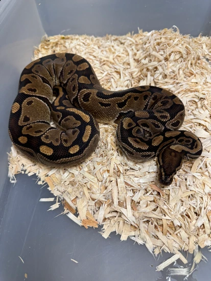 Normal 66 Hypo Clown Ball Python by Cryptic Keepers