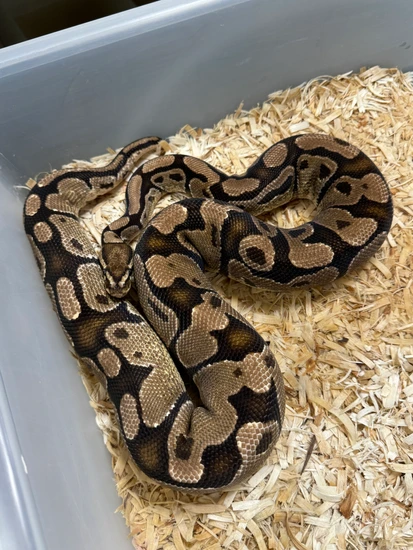 Normal 66 Hypo Clown Ball Python by Cryptic Keepers