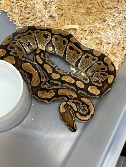 Normal 66 Het Hypo Clown Ball Python by Cryptic Keepers