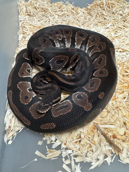 Blackhead Ball Python by Cryptic Keepers