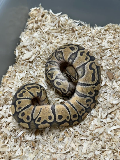 Hypo 100 Het Clown Ball Python by Cryptic Keepers
