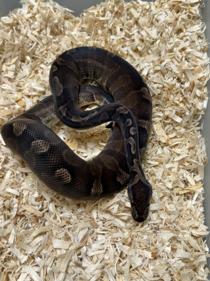 Super GHI Ball Python by Cryptic Keepers