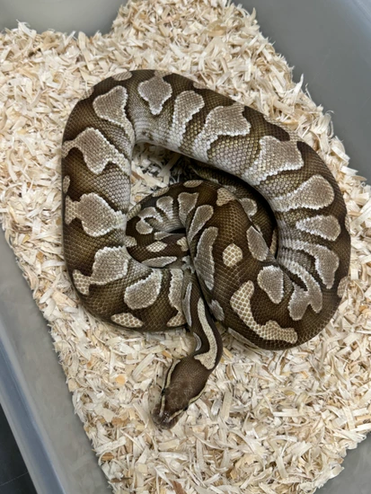 Lesser Ball Python by Cryptic Keepers
