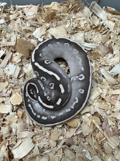 Super Phantom Ball Python by Cryptic Keepers