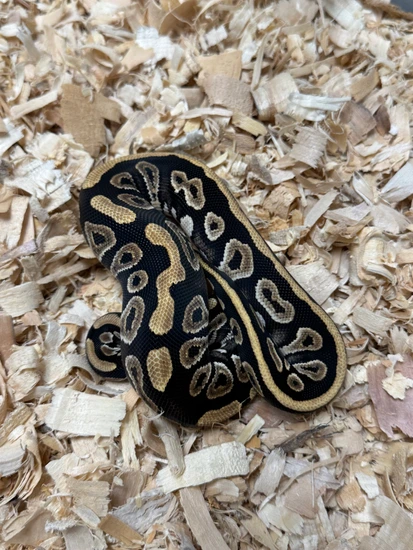 Phantom Ball Python by Cryptic Keepers