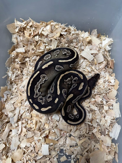 Blackhead Mojave Ball Python by Cryptic Keepers