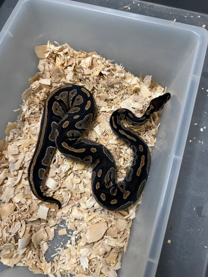 Blackhead Ball Python by Cryptic Keepers