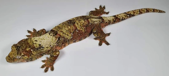 Raya Chahoua Gecko by Kryptic Morphs, LLC