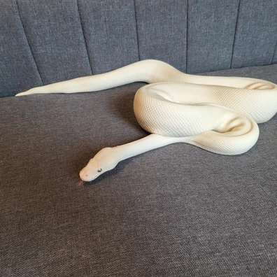 Blue Eyed Lucy Ball Python - male for sale from KT Python