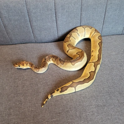 Enchi Clown Ball Python - female for sale from KT Python