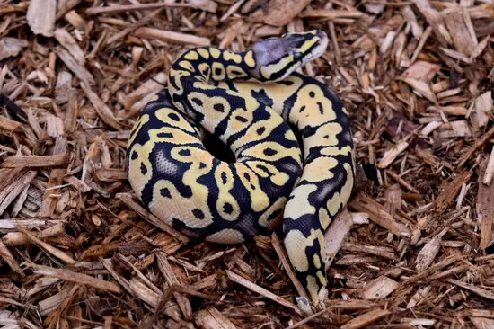 Patel Fire Ball Python by KTReptiles
