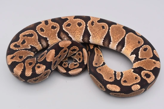 Normal Ball Python by KTReptiles