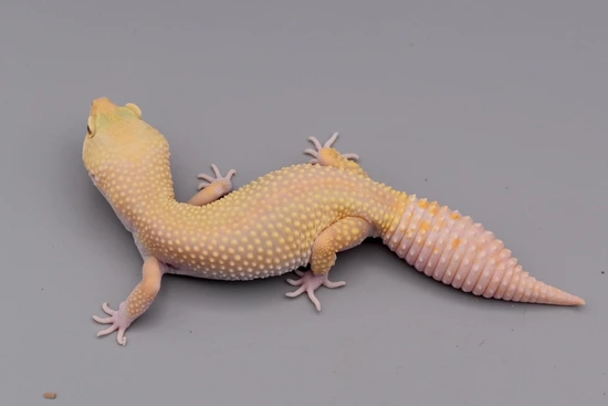 Rainwater Murphy Patternless Het Eclipse Leopard Gecko by KTReptiles