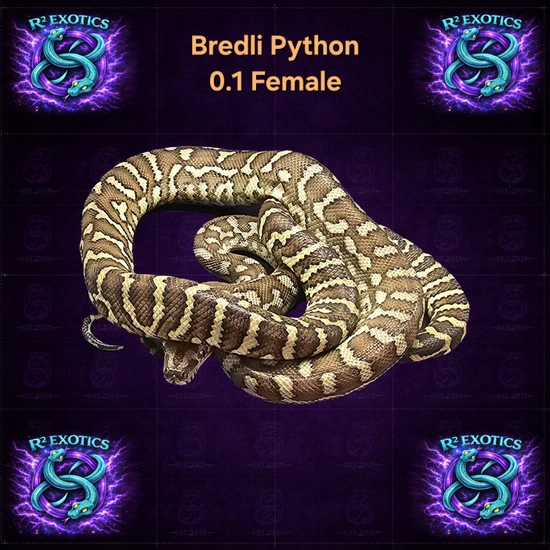 Bredli Python Distribution Bredli Captive Bred Female Centralian Carpet Python by R² Exotics