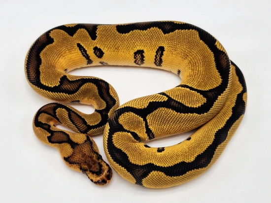 OD YB Clown Ball Python by Kyle Frost Reptiles