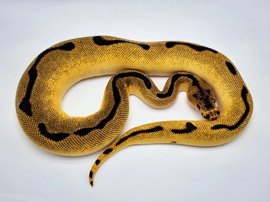 OD YB Clown Ball Python by Kyle Frost Reptiles