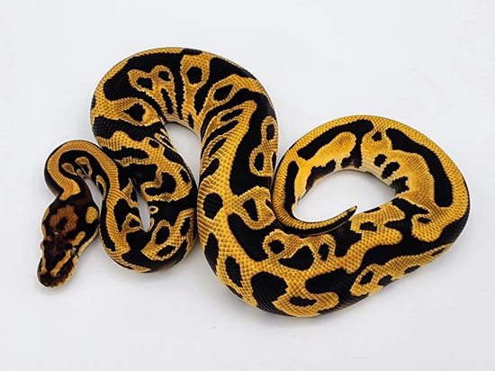 OD YB Leopard NOCO Line Special Het Clown Ball Python by Kyle Frost ...