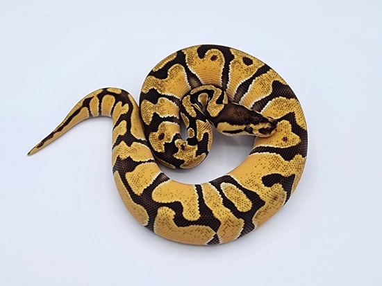 Enchi OD Het Puzzle 66% Het Clown Ball Python by Kyle Frost Reptiles