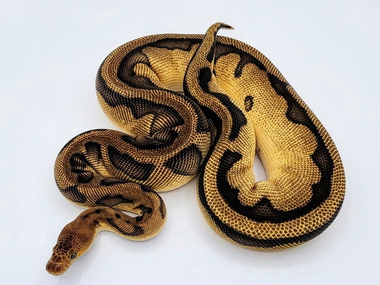 Leopard Genetic Stripe Clown Ball Python by Kyle Frost Reptiles