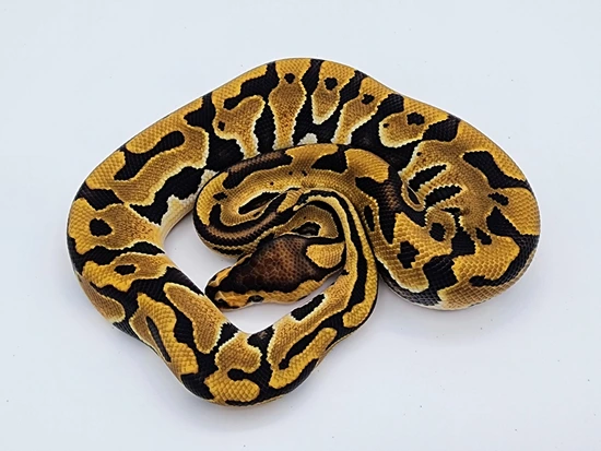 Puzzle Het Clown Ball Python by Kyle Frost Reptiles