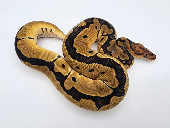 Clown Het Puzzle Ball Python by Kyle Frost Reptiles