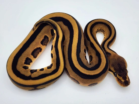 Leopard Genetic Stripe Het Clown Ball Python by Kyle Frost Reptiles