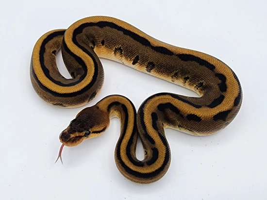 Genetic Stripe Het Clown Ball Python by Kyle Frost Reptiles