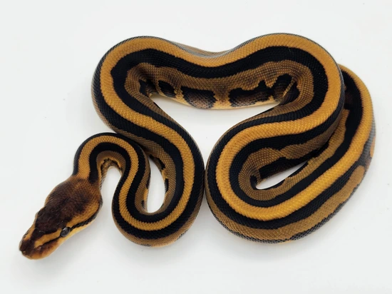Leopard Genetic Stripe Het Clown Ball Python by Kyle Frost Reptiles